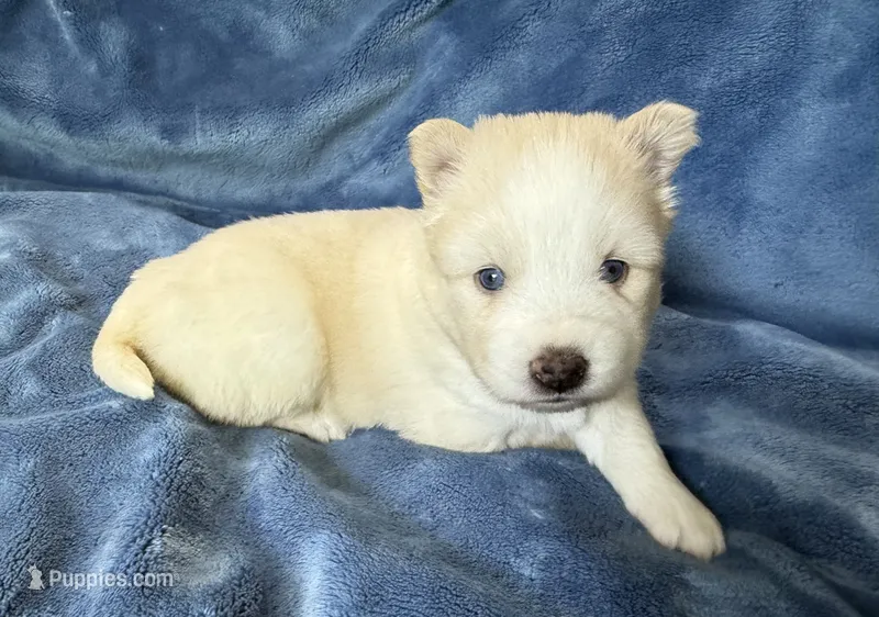 Rosalind – Pomsky puppy for sale in Winchendon, MA