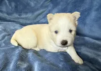 Rosalind, a female Pomsky for sale in Winchendon, MA – 1 of 7