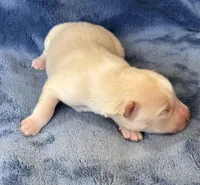 Rosalind, a female Pomsky for sale in Winchendon, MA – 2 of 4