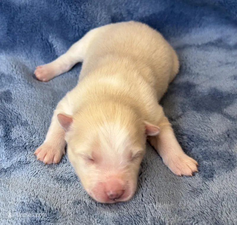 Rosalind – Pomsky puppy for sale in Winchendon, MA