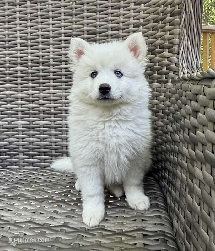 Lotus – Pomsky puppy for sale in Winchendon, MA