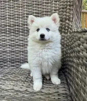 Lotus, a female Pomsky for sale in Winchendon, MA – 1 of 7