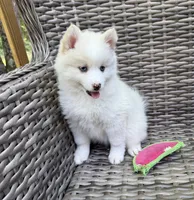 Petunia, a female Pomsky for sale in Winchendon, MA – 1 of 6