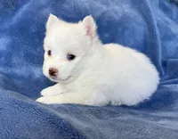 Aster, a male Pomsky for sale in Winchendon, MA – 3 of 4