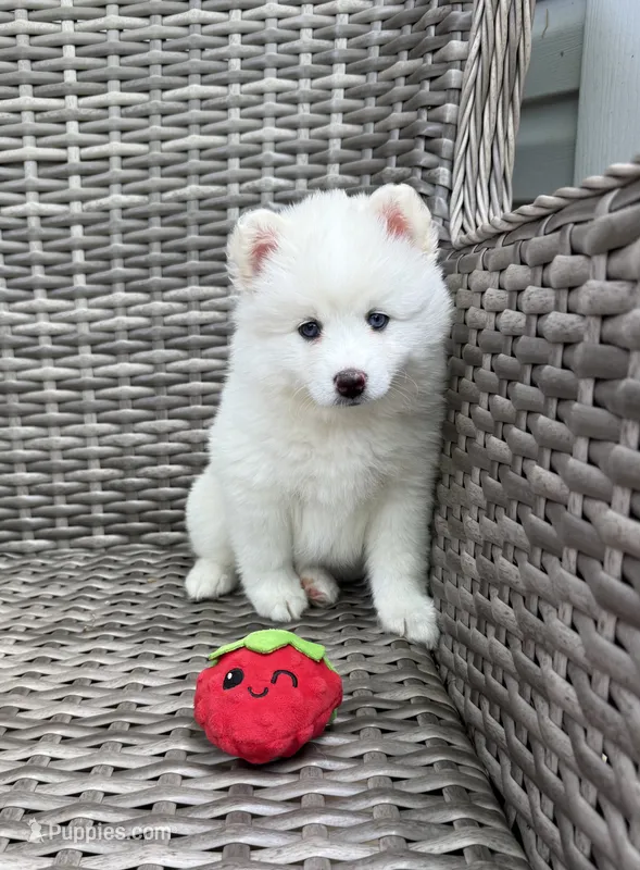 Lotus – Pomsky puppy for sale in Winchendon, MA