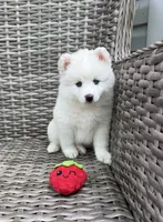 Lotus, a female Pomsky for sale in Winchendon, MA – 5 of 7