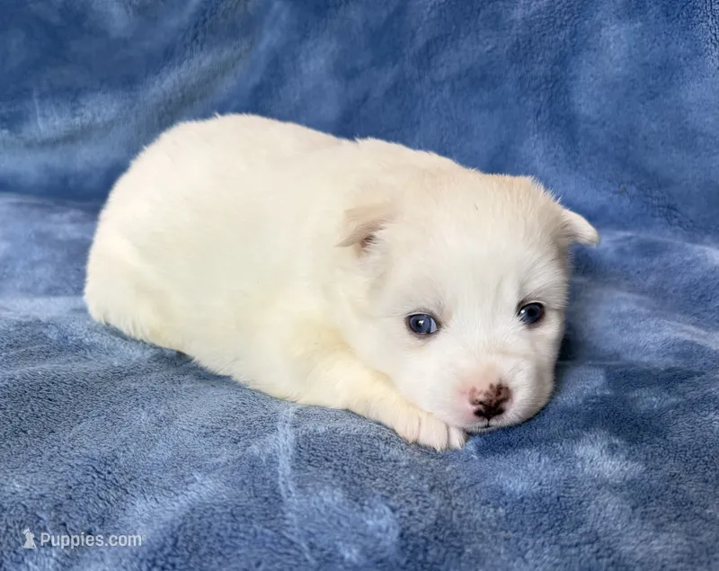 Ophelia – Pomsky puppy for sale in Winchendon, MA