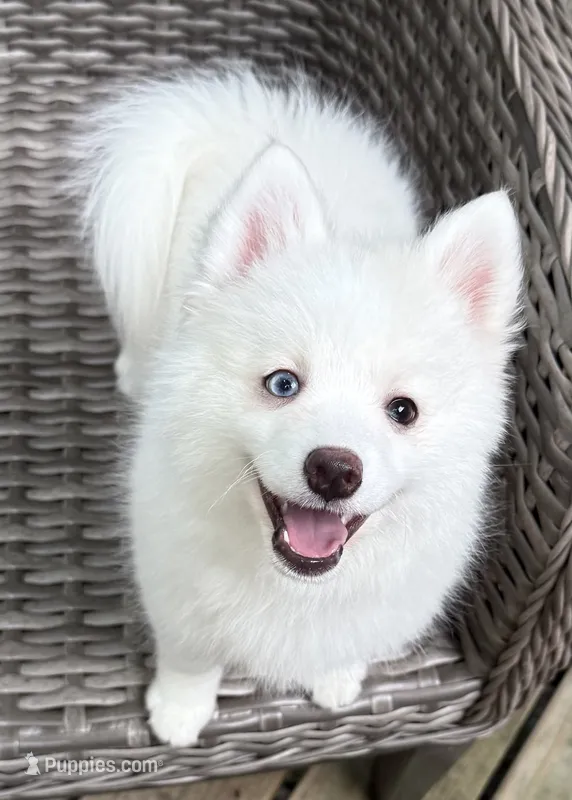 Aster – Pomsky puppy for sale in Winchendon, MA