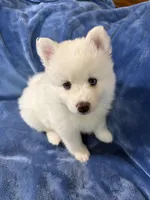 Lotus, a female Pomsky for sale in Winchendon, MA – 6 of 7