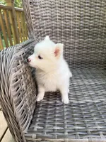Aster, a male Pomsky for sale in Winchendon, MA – 5 of 8