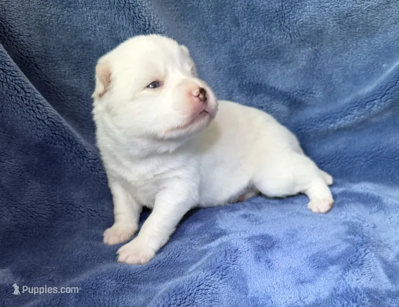 Othello – Pomsky puppy for sale in Winchendon, MA