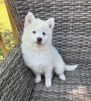 Bluebell, a female Pomsky for sale in Winchendon, MA – 2 of 9