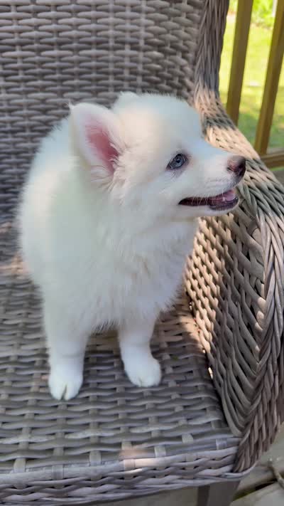 Lotus, a female Pomsky for sale in Winchendon, MA – 3 of 6