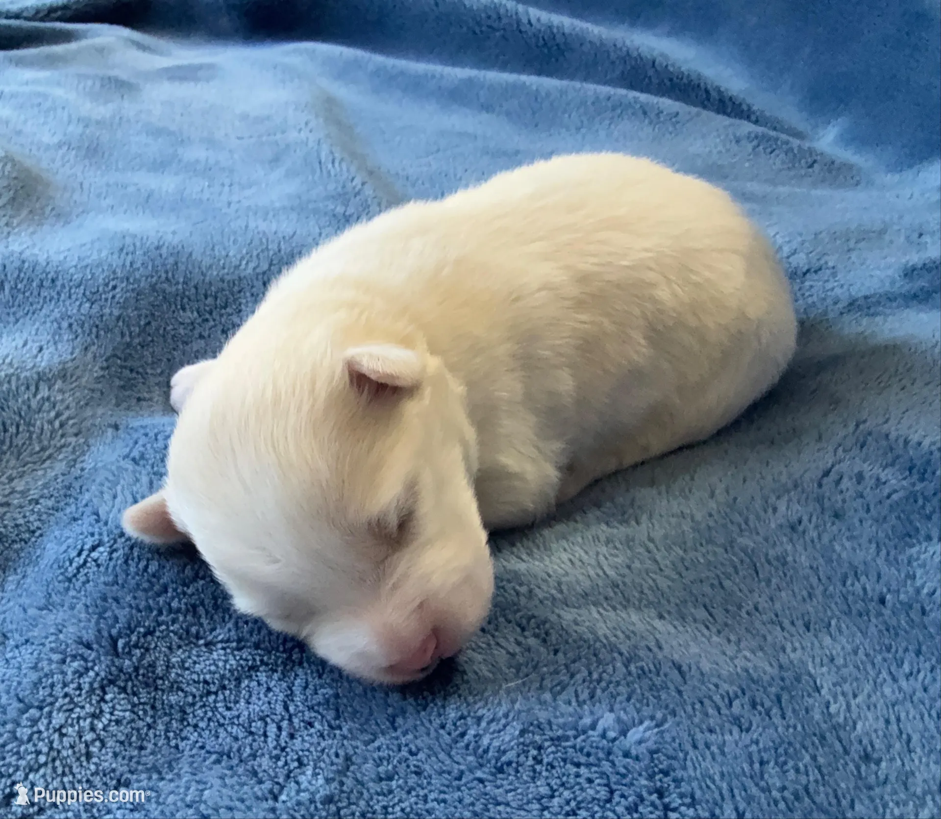 Petunia, a female Pomsky for sale in Winchendon, MA – Photo 2 of 3