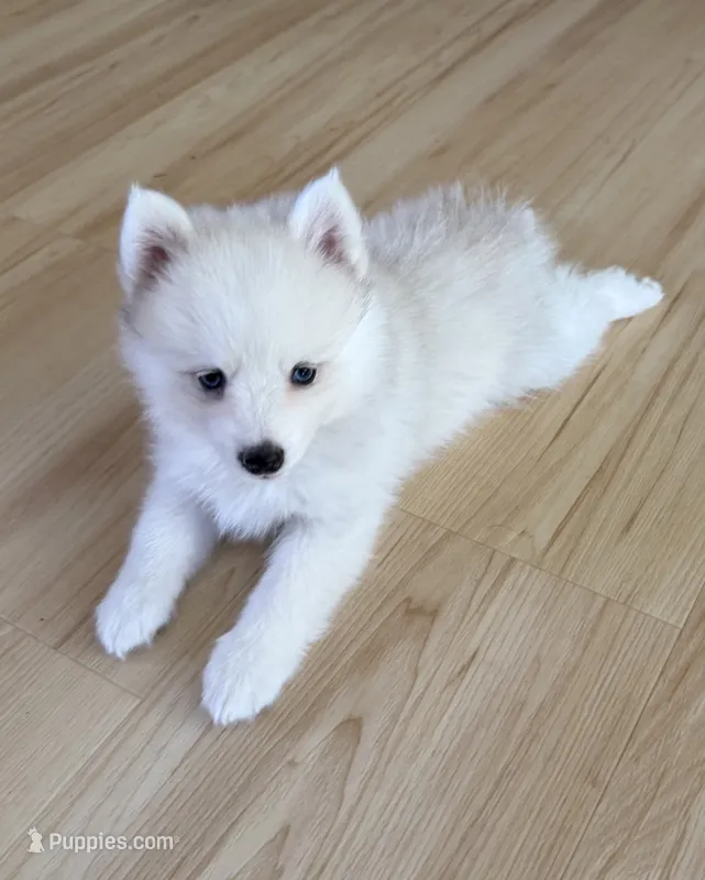 Denali – Pomsky puppy for sale in Winchendon, MA