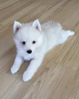 Denali, a male Pomsky for sale in Winchendon, MA – 1 of 5