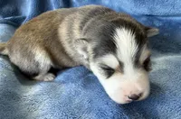 Romeo, a male Pomsky for sale in Winchendon, MA – 3 of 4