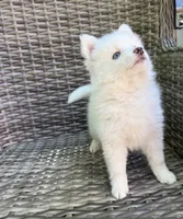 Aster, a male Pomsky for sale in Winchendon, MA – 4 of 8