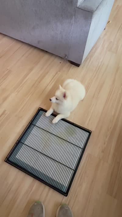 Petunia, a female Pomsky for sale in Winchendon, MA – 9 of 9