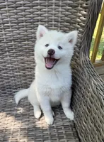Bluebell, a female Pomsky for sale in Winchendon, MA – 1 of 9