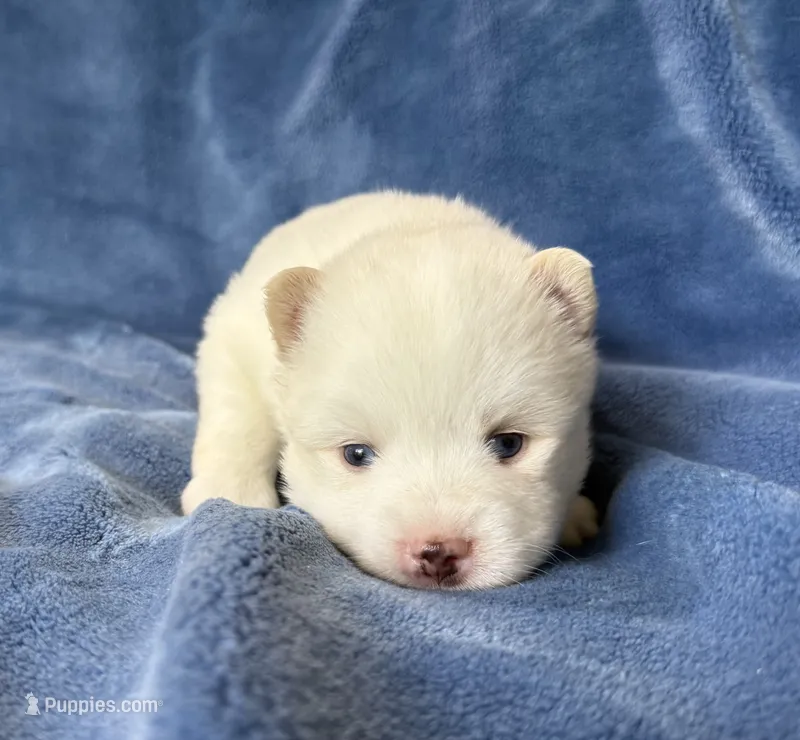 Othello – Pomsky puppy for sale in Winchendon, MA