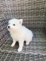 Aster, a male Pomsky for sale in Winchendon, MA – 6 of 8