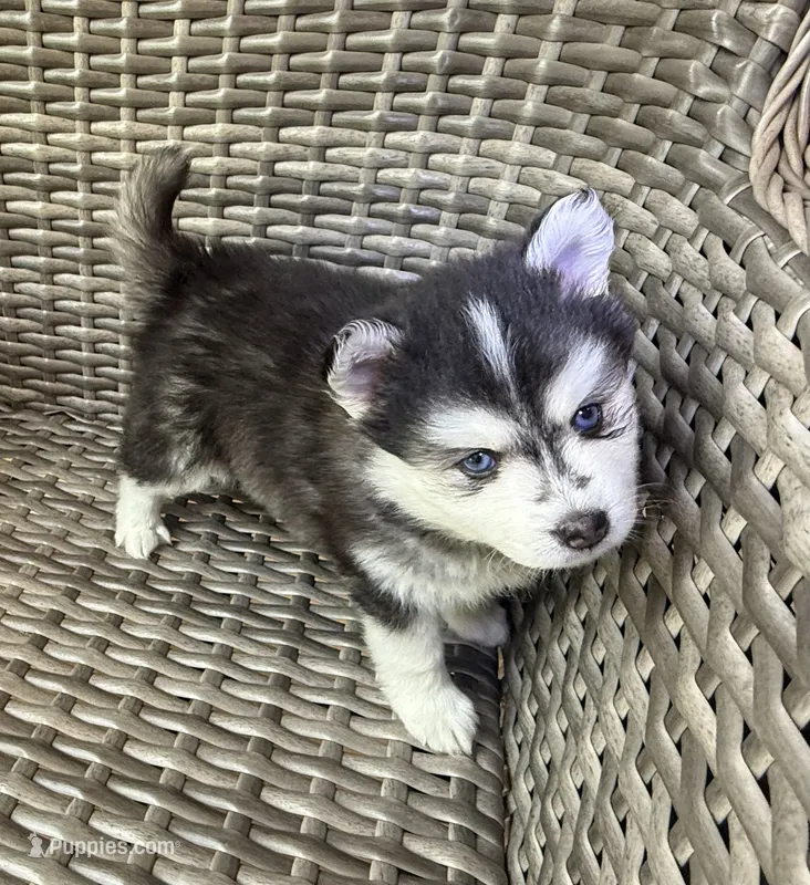 Poppy – Pomsky puppy on hold in Winchendon, MA