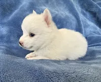 Aster, a male Pomsky for sale in Winchendon, MA – 2 of 4