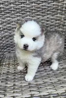 Tybalt, a male Pomsky for sale in Winchendon, MA – 1 of 10