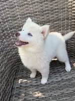 Bluebell, a female Pomsky for sale in Winchendon, MA – 6 of 9
