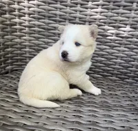 Rosalind, a female Pomsky for sale in Winchendon, MA – 5 of 7