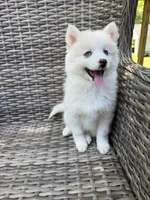 Petunia, a female Pomsky for sale in Winchendon, MA – 4 of 9