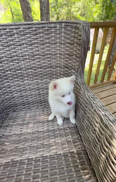 Petunia, a female Pomsky for sale in Winchendon, MA – 9 of 9