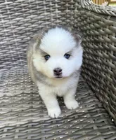 Tybalt, a male Pomsky for sale in Winchendon, MA – 4 of 10