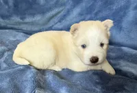 Rosalind, a female Pomsky for sale in Winchendon, MA – 4 of 7
