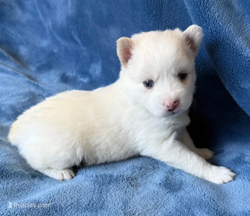 Petunia – Pomsky puppy for sale in Winchendon, MA