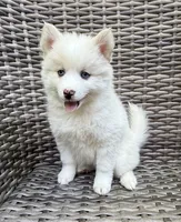 Petunia, a female Pomsky for sale in Winchendon, MA – 2 of 6