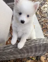 Denali, a male Pomsky for sale in Winchendon, MA – 3 of 5