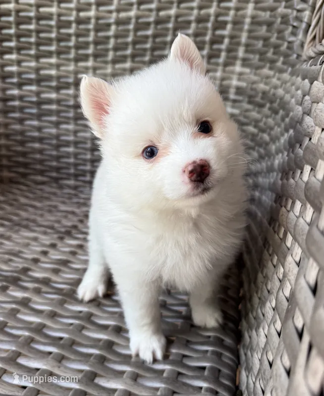 Aster – Pomsky puppy for sale in Winchendon, MA
