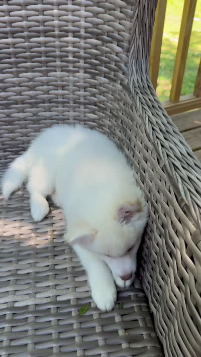 Bluebell, a female Pomsky for sale in Winchendon, MA – 9 of 9