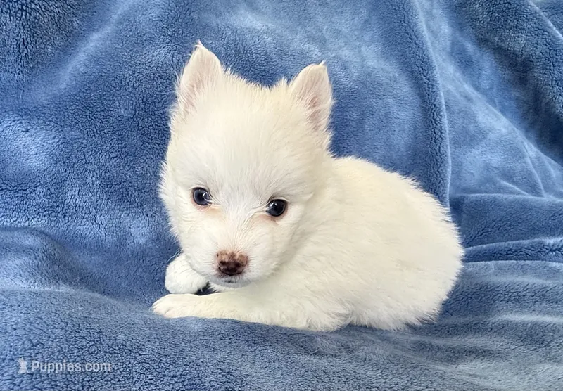 Aster – Pomsky puppy for sale in Winchendon, MA