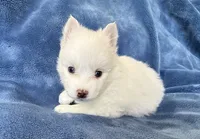 Aster, a male Pomsky for sale in Winchendon, MA – 1 of 4