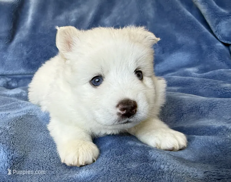Lotus – Pomsky puppy for sale in Winchendon, MA