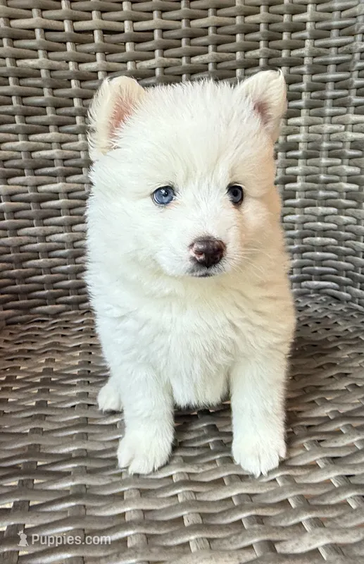 Lotus – Pomsky puppy for sale in Winchendon, MA