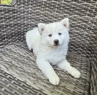 Bluebell, a female Pomsky for sale in Winchendon, MA – 5 of 10