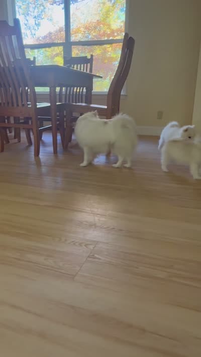 Denali, a male Pomsky for sale in Winchendon, MA – 5 of 5