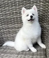 Petunia, a female Pomsky for sale in Winchendon, MA – 3 of 9