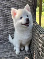 Bluebell, a female Pomsky for sale in Winchendon, MA – 5 of 9