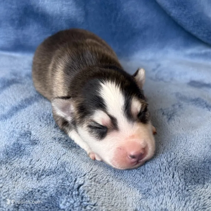 Romeo, a male Pomsky for sale in Winchendon, MA – 1 of 4