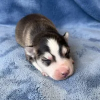 Romeo, a male Pomsky for sale in Winchendon, MA – 1 of 4